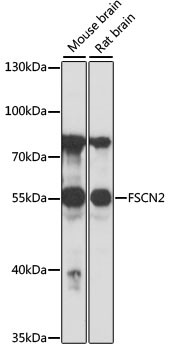 FSCN2 Antibody in Western Blot (WB)