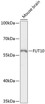 FUT10 Antibody in Western Blot (WB)