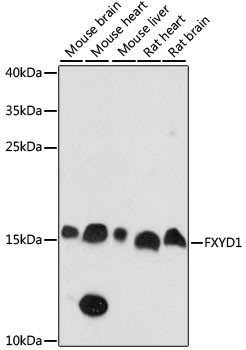 FXYD1 Antibody in Western Blot (WB)