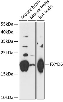 FXYD6 Antibody in Western Blot (WB)