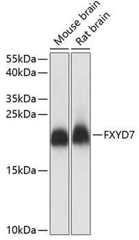 FXYD7 Antibody in Western Blot (WB)