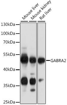 GABRA2 Antibody in Western Blot (WB)