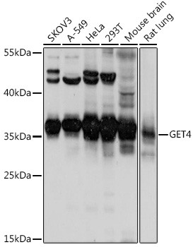 C7orf20 Antibody in Western Blot (WB)