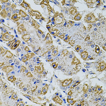 PRAMEF20 Antibody in Immunohistochemistry (Paraffin) (IHC (P))