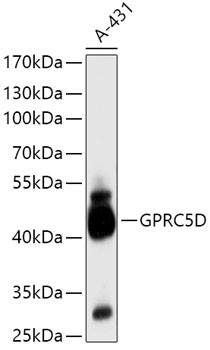 GPRC5D Antibody in Western Blot (WB)