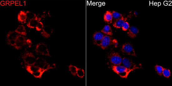 GRPEL1 Antibody in Immunocytochemistry (ICC/IF)