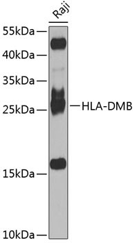 HLA-DMB Antibody in Western Blot (WB)