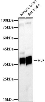 HLF Antibody in Western Blot (WB)