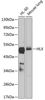 HLX Antibody in Western Blot (WB)