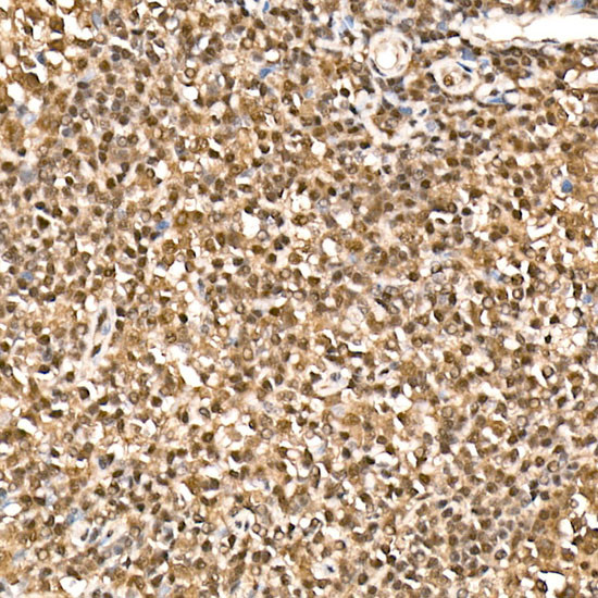 HN1 Antibody in Immunohistochemistry (Paraffin) (IHC (P))