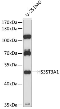 HS3ST3A1 Antibody in Western Blot (WB)