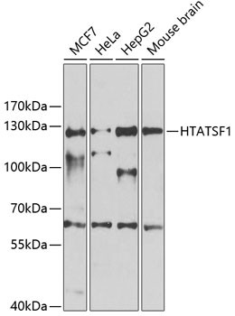 HTATSF1 Antibody in Western Blot (WB)