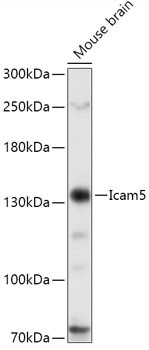 ICAM5 Antibody in Western Blot (WB)