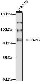 IL1RAPL2 Antibody in Western Blot (WB)