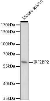 IRF2BP2 Antibody in Western Blot (WB)