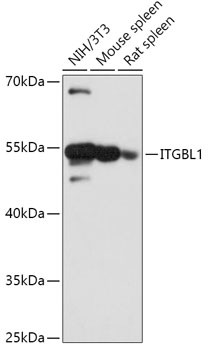 ITGBL1 Antibody in Western Blot (WB)