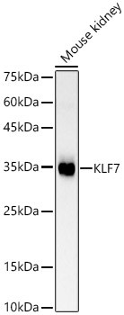 KLF7 Antibody in Western Blot (WB)