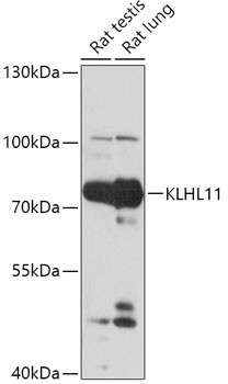 KLHL11 Antibody in Western Blot (WB)