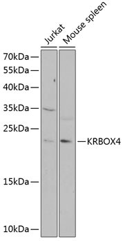 KRBOX4 Antibody in Western Blot (WB)