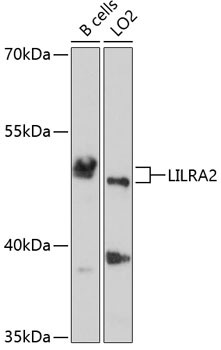 LILRA2 Antibody in Western Blot (WB)