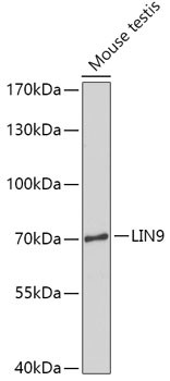 LIN9 Antibody in Western Blot (WB)