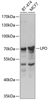 LPO Antibody in Western Blot (WB)