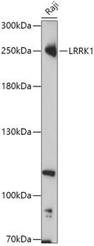 LRRK1 Antibody in Western Blot (WB)