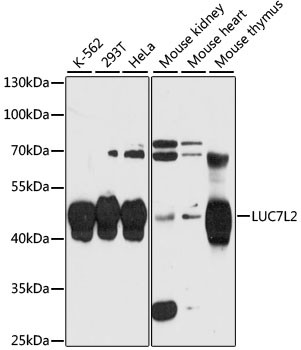 LUC7L2 Antibody in Western Blot (WB)