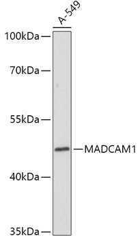MAdCAM1 Antibody in Western Blot (WB)