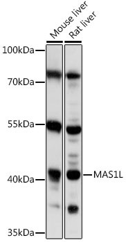 MAS1L Antibody in Western Blot (WB)