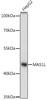 MAS1L Antibody in Western Blot (WB)