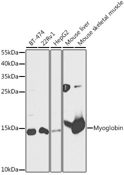 Myoglobin Antibody in Western Blot (WB)