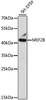 MEF2B Antibody in Western Blot (WB)