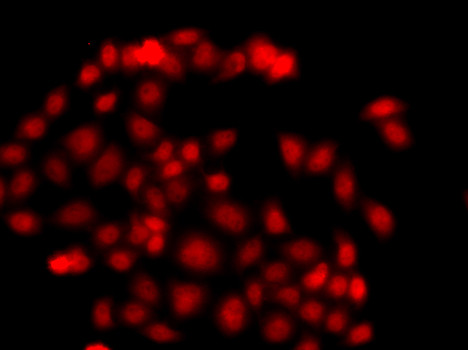 MLF1 Antibody in Immunocytochemistry (ICC/IF)
