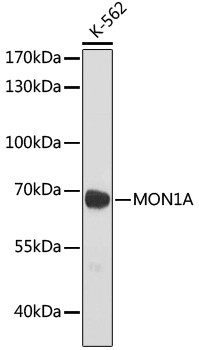 MON1A Antibody in Western Blot (WB)