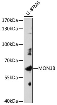 MON1B Antibody in Western Blot (WB)