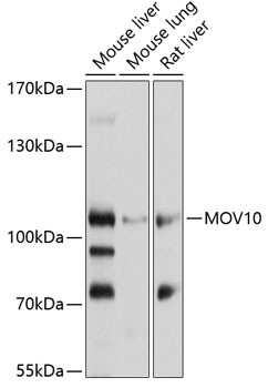 MOV10 Antibody in Western Blot (WB)