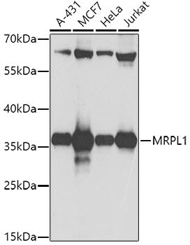 MRPL1 Antibody in Western Blot (WB)