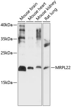 MRPL22 Antibody in Western Blot (WB)