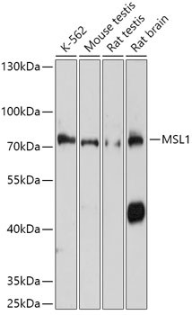 MSL1 Antibody in Western Blot (WB)