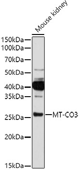 COX3 Antibody in Western Blot (WB)