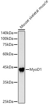 MYOD Antibody in Western Blot (WB)