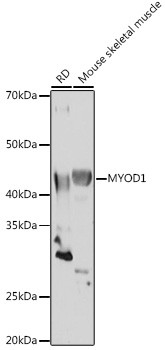 MYOD Antibody in Western Blot (WB)
