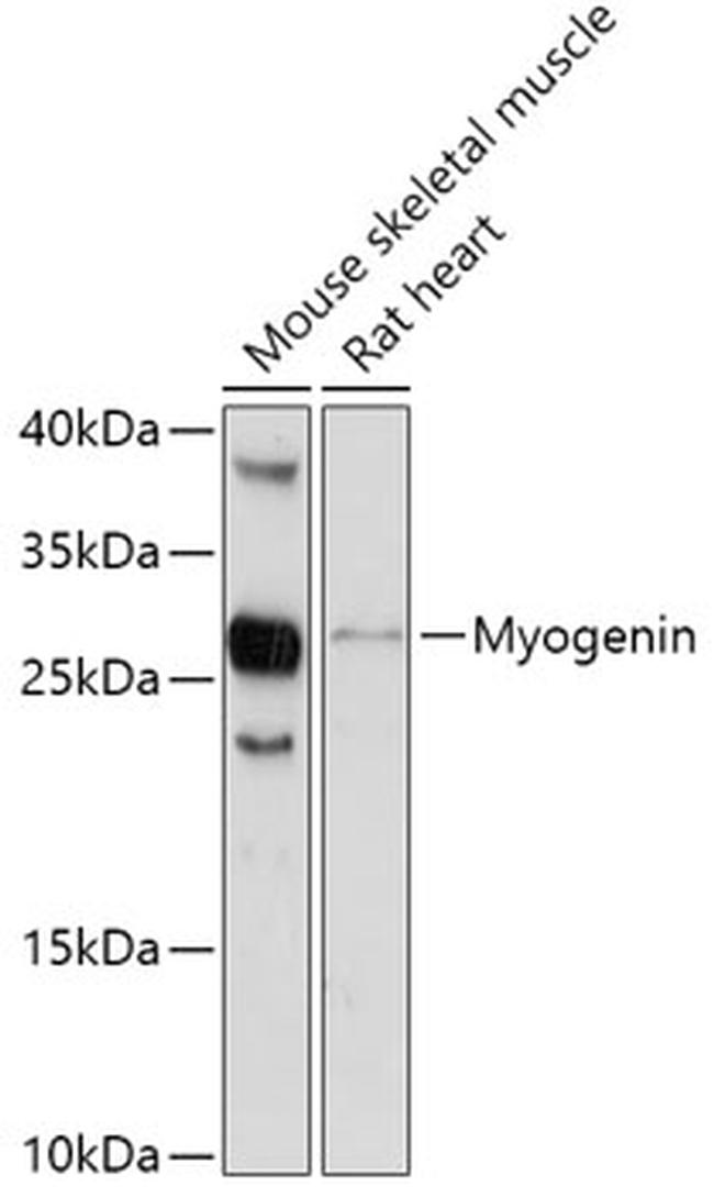 Myogenin Antibody in Western Blot (WB)