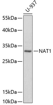NAT1 Antibody in Western Blot (WB)