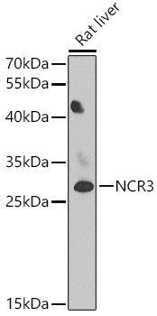 NKp30 Antibody in Western Blot (WB)