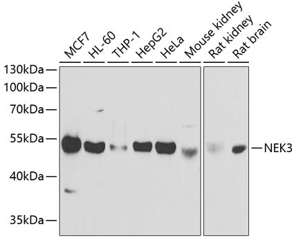 NEK3 Antibody in Western Blot (WB)