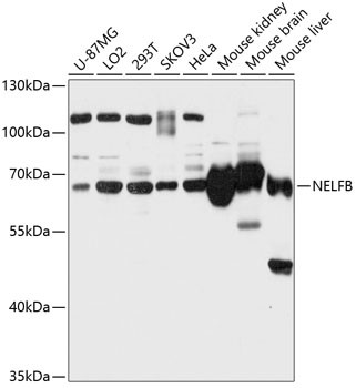 COBRA1 Antibody in Western Blot (WB)