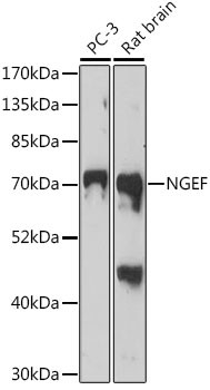 NGEF Antibody in Western Blot (WB)