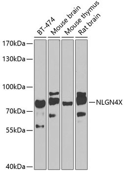 NLGN4X Antibody in Western Blot (WB)